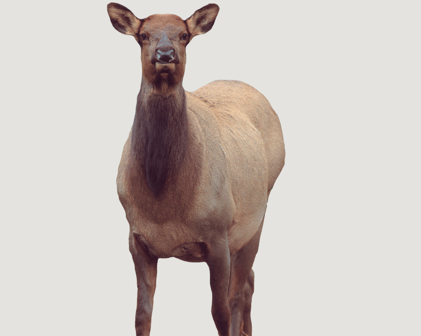 EICHLER ELK